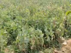 आमाघाट में अवैध अफीम की खेती का भंडाफोड़
