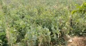 आमाघाट में अवैध अफीम की खेती का भंडाफोड़