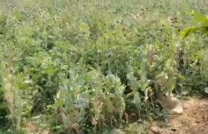 आमाघाट में अवैध अफीम की खेती का भंडाफोड़