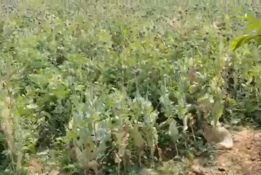 आमाघाट में अवैध अफीम की खेती का भंडाफोड़