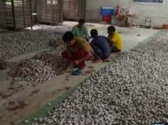वनांचल में रेशम की चमक,,नारायणपुर में टसर योजना से संवर रही ग्रामीणों की तकदीर