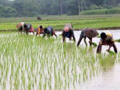 प्रदेश में लक्ष्य का 97 प्रतिशत बोनी पूर्ण