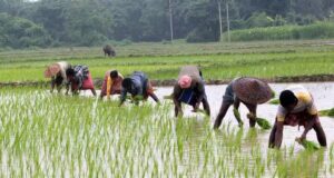 प्रदेश में लक्ष्य का 97 प्रतिशत बोनी पूर्ण
