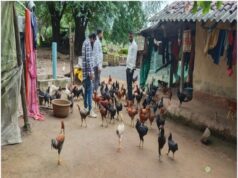 बचत से कारोबार तक, मुर्गी पालन से मंजू मड़े ने गढ़ी आत्मनिर्भरता की कहानी