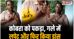 शराब के नशे में कोबरा को गले में लपेटकर घूमता रहा युवक, डांस करते वक्त सांप ने कई बार डसा; अस्पताल से भी भागा