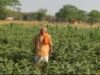 सेवा संकल्प अभियान: सेवा की कहानी : धान की पारंपरिक खेती से आगे बढ़कर फागूराम ने अपनाई ग्राफ्टेड बैंगन की खेती, मुनाफे में हुई 20 हजार रुपये की बढ़ोतरी