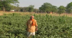 सेवा संकल्प अभियान: सेवा की कहानी : धान की पारंपरिक खेती से आगे बढ़कर फागूराम ने अपनाई ग्राफ्टेड बैंगन की खेती, मुनाफे में हुई 20 हजार रुपये की बढ़ोतरी