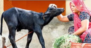 प्रोजेक्ट आंगन लक्ष्मी से ग्रामीण महिलाओं को मिलेगा आत्मनिर्भरता का संबल